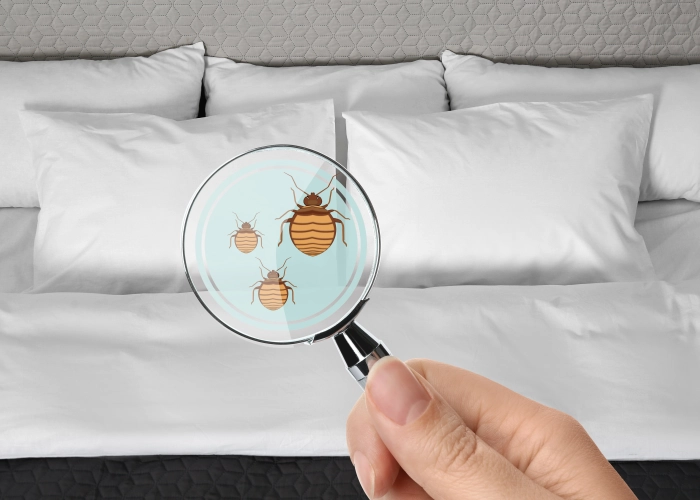 Behandeling van bedwantsen in Evere 1140